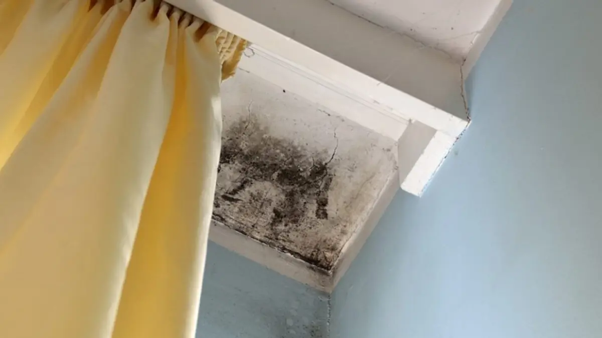 Mold growth in a wall corner