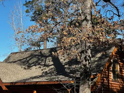 Tree fallen across a roof