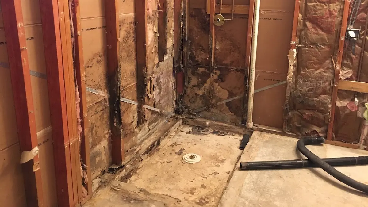 Opened wall cavity showing water-damaged framing during a mold inspection