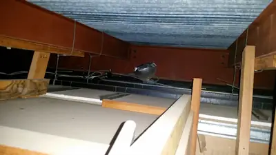 Ceiling opened during renovation