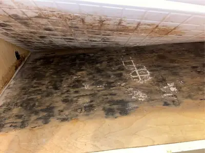 Mold growth on the underside of a surface